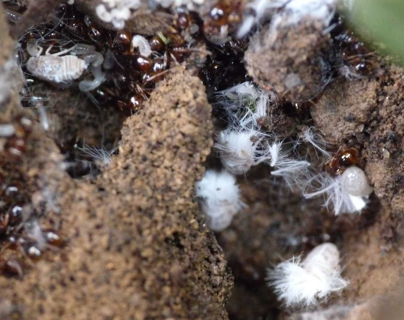 Ospiti delle formiche Myrmica: Cixiidae Reptalus sp.